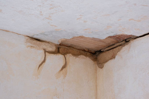 Best Water damage contractors near me  in Carbondale, IL