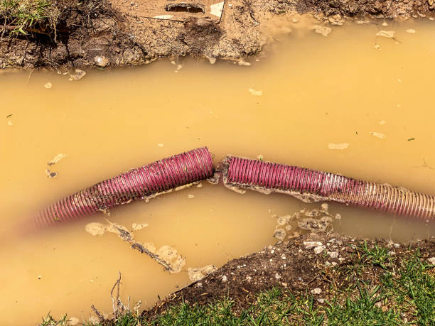 Best Water damage mitigation services  in Carbondale, IL