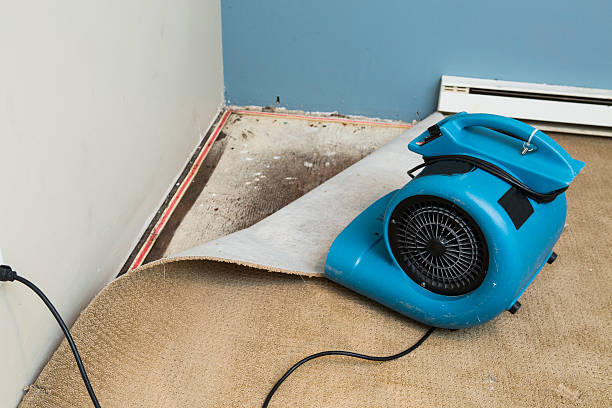 Best Basement water damage restoration  in Carbondale, IL